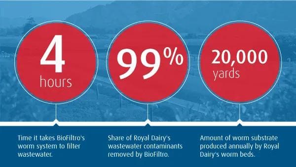 4 hours: time it takes BioFiltero's worm system to filter wastewater. 99%: share of Royal Dairy's wasterwate contaminants removed by BioFiltro. 20,000 yards: amount of worm substrate produced annually by Royal Dairy's worm beds.