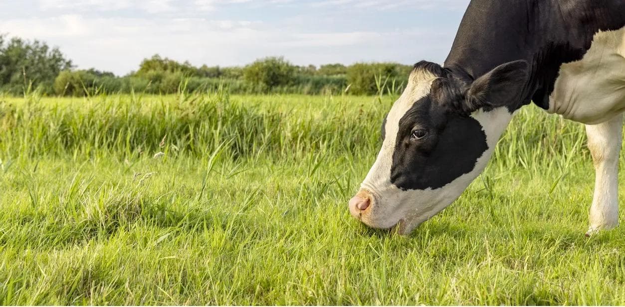Cow at dairy farm 