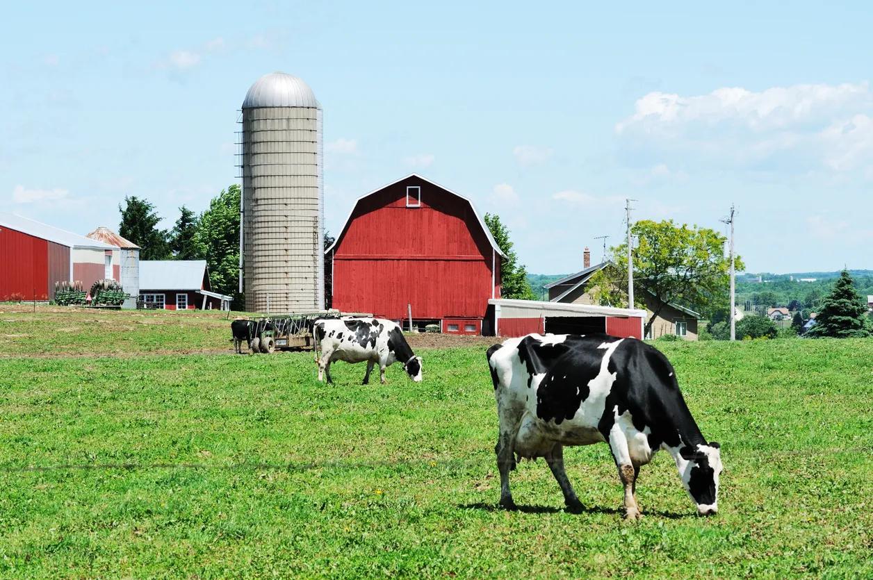 Dairy Farm stock photo