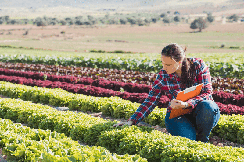 A young woman working in a field of lettuces examines the crops. 