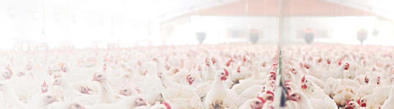 Agribusiness And Protein