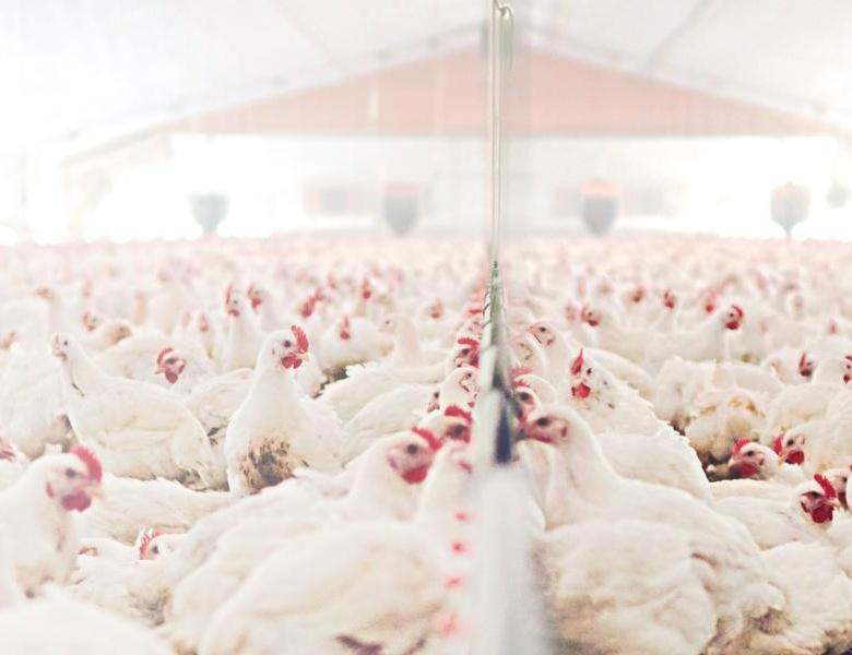 Agribusiness And Protein