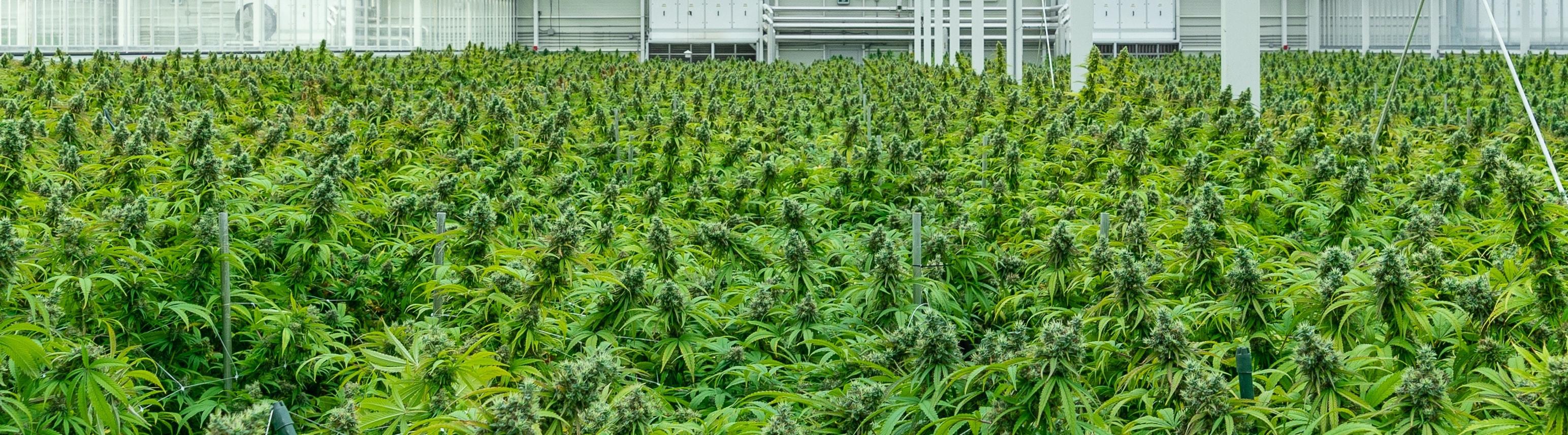 Cannabis And Emerging Industries