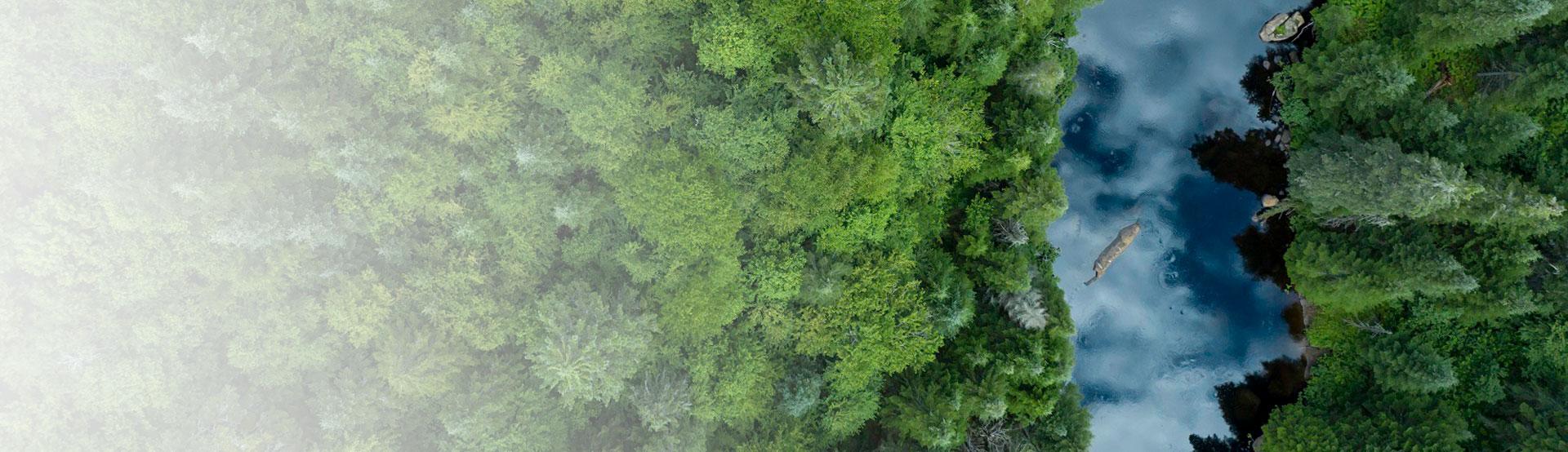 Nisitohtamowin trees