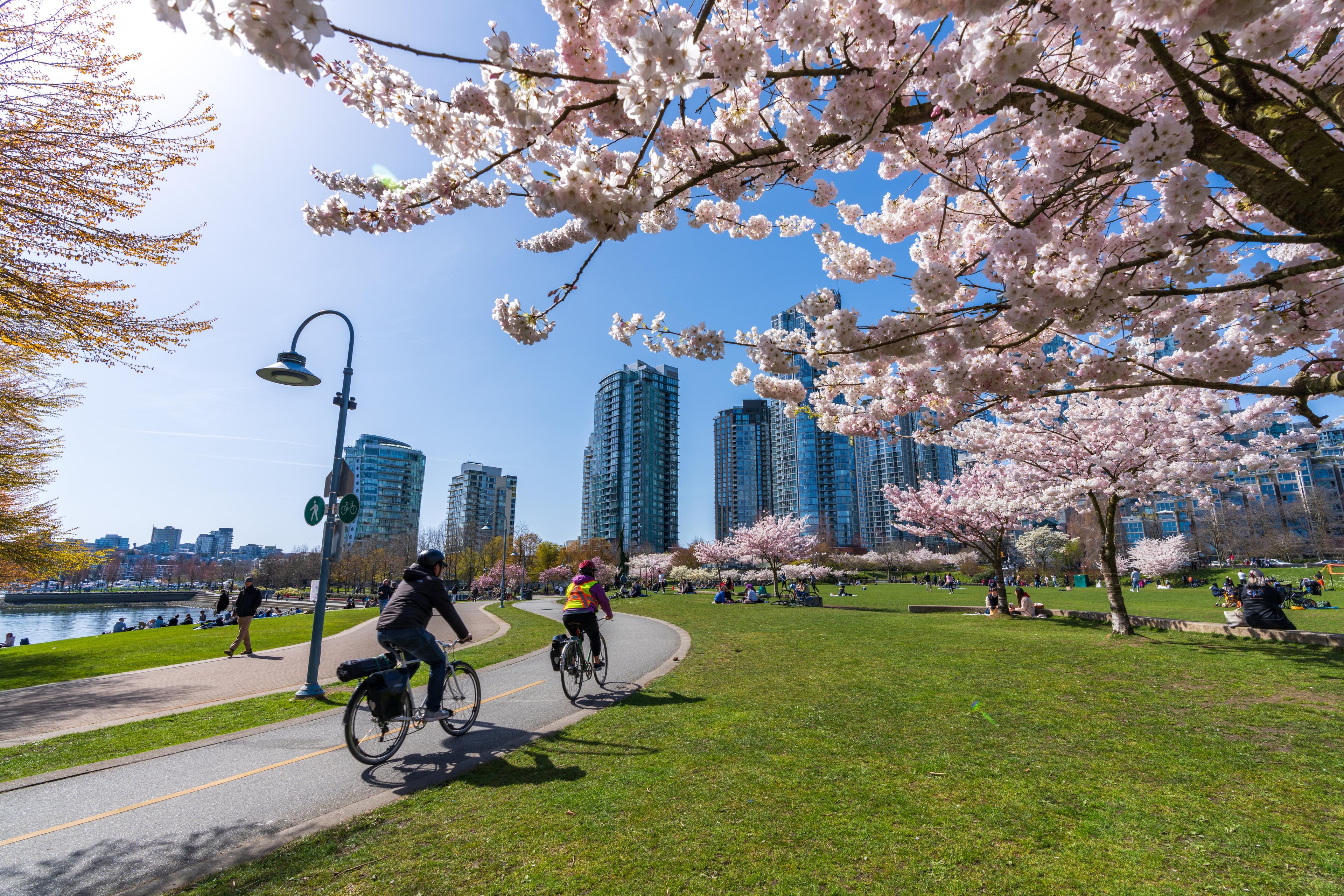 People doing cycling and having a picnic in David Lam Park in springtime