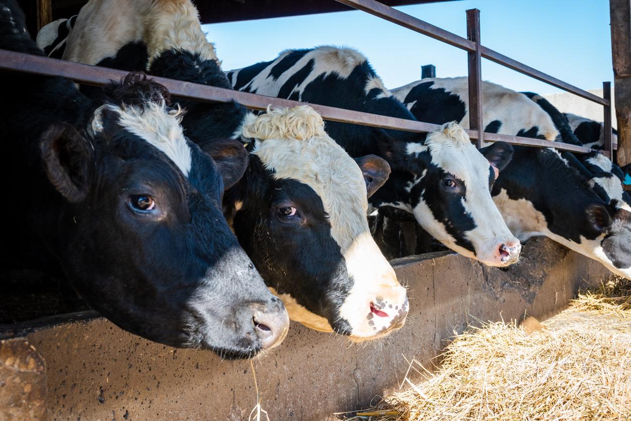 Cows on a farm in Wisconsin