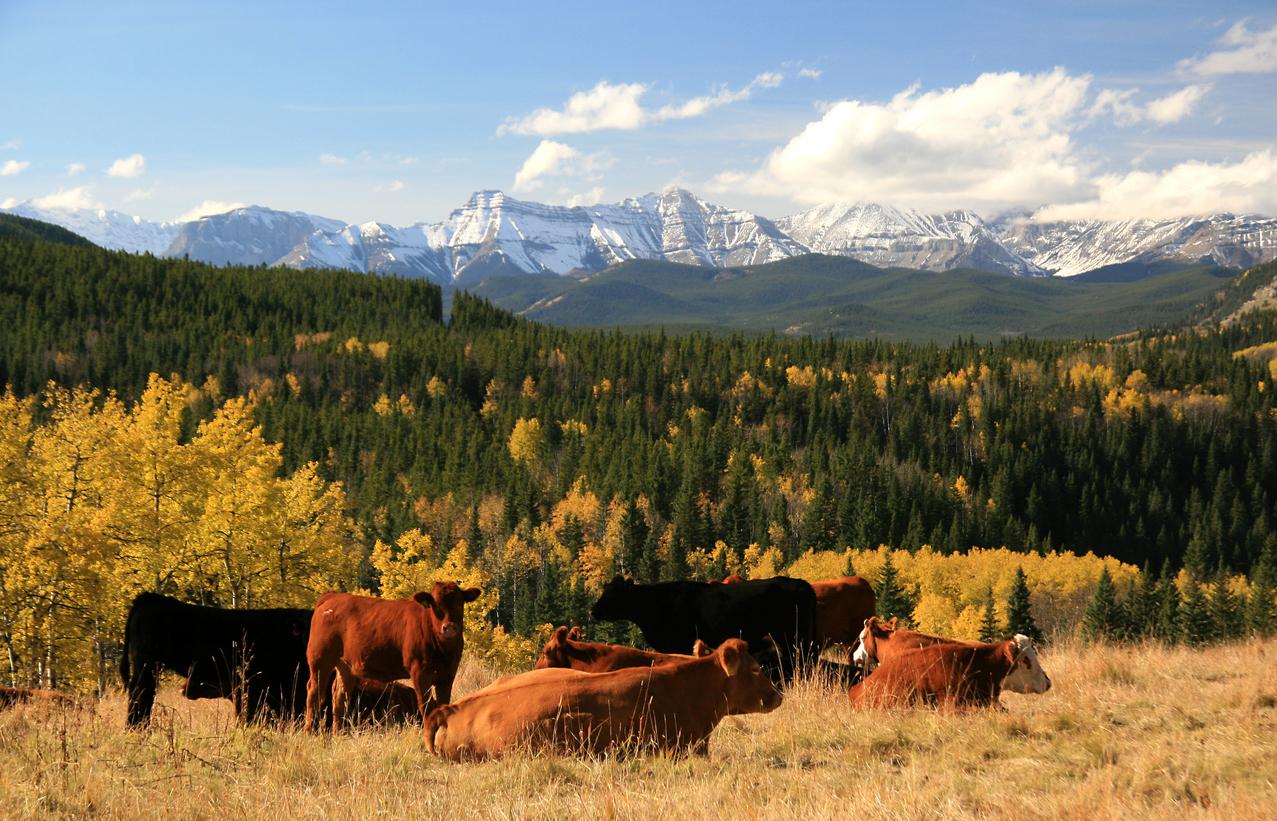 Cattle grazing in Alberta, Canada.