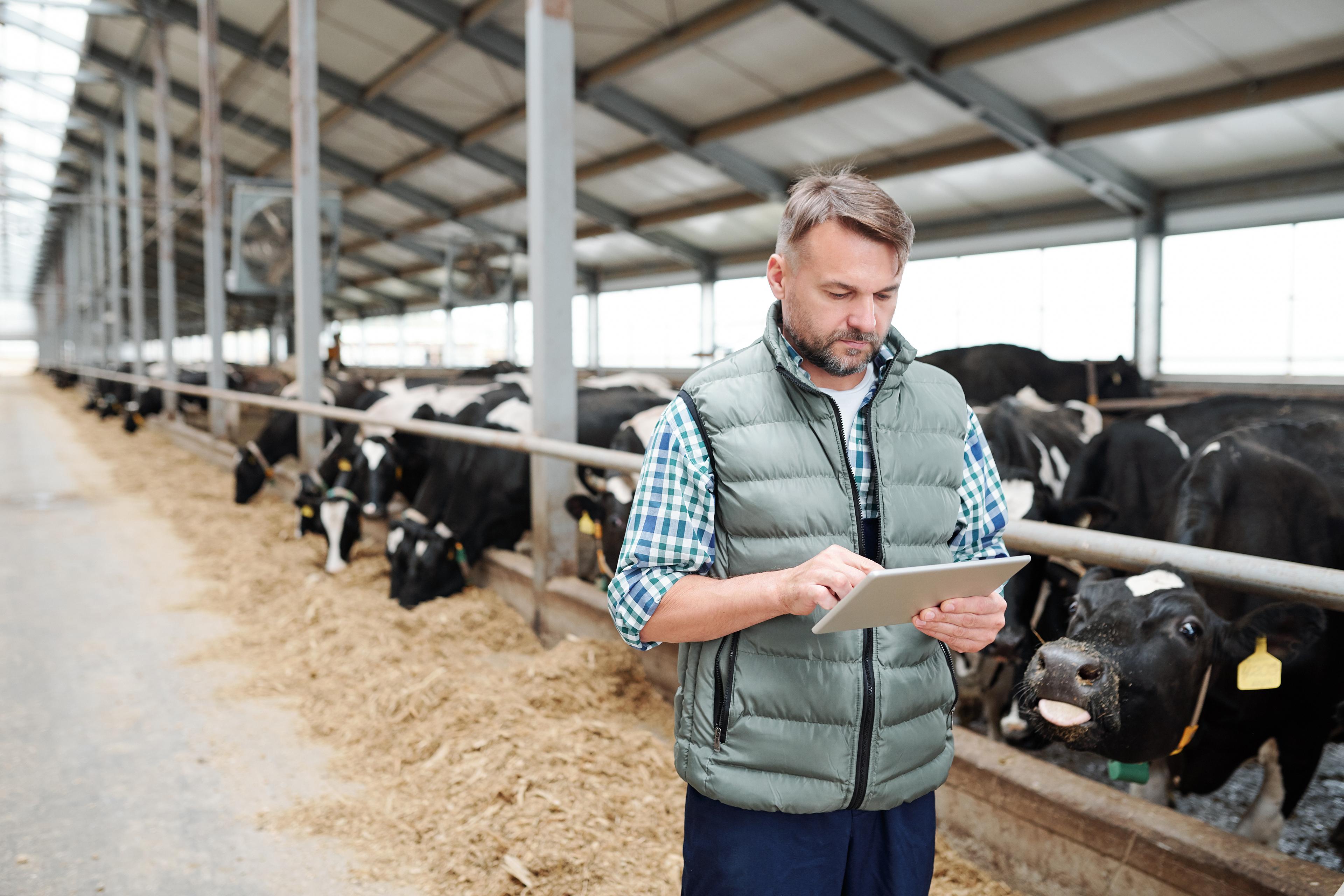 Male worker of contemporary animal farm using digital tablet.