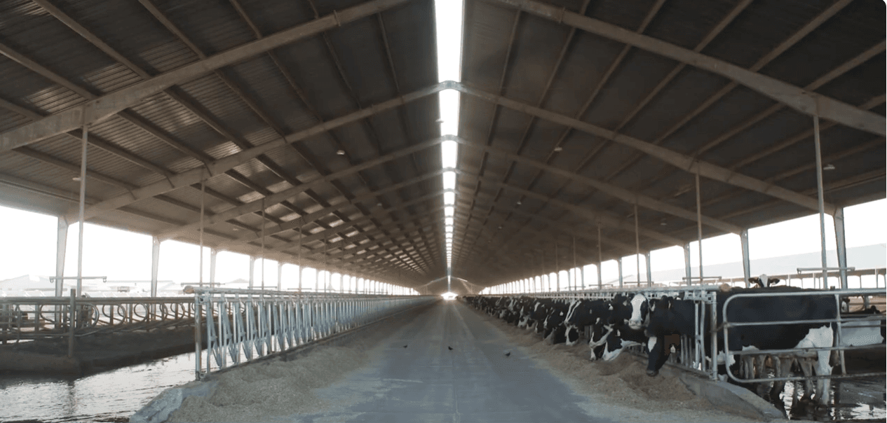 Dairy Cows
