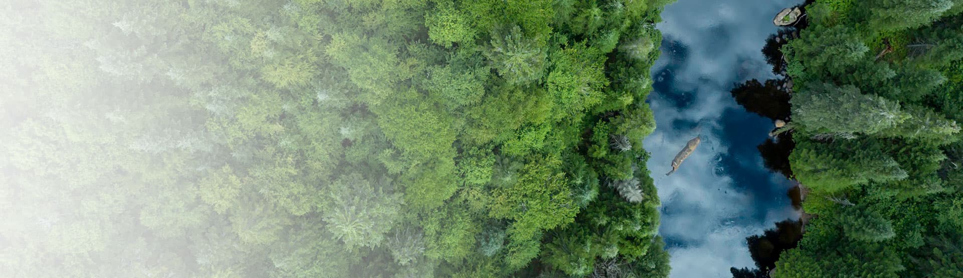 Nisitohtamowin trees