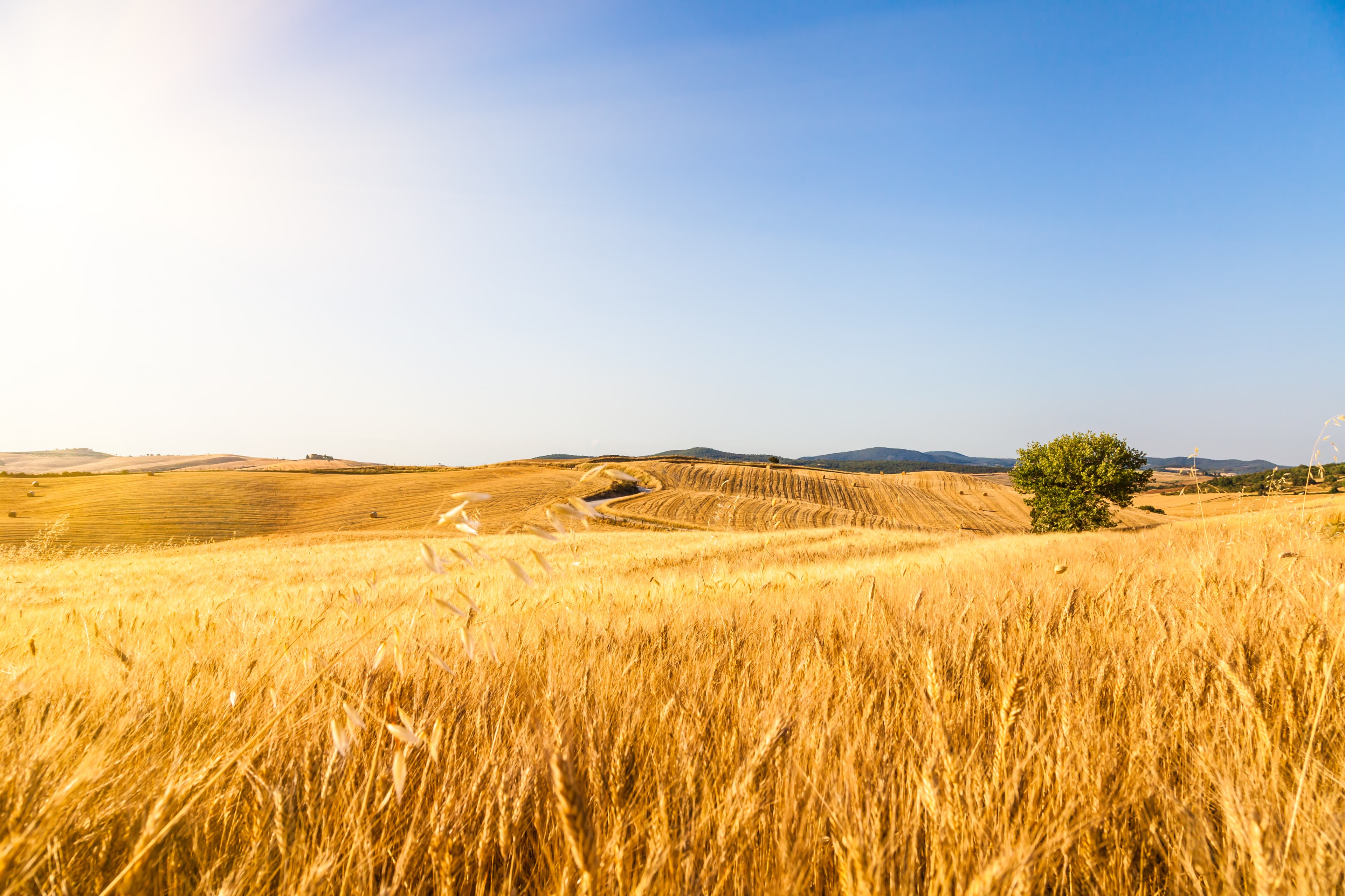 dry wheat field