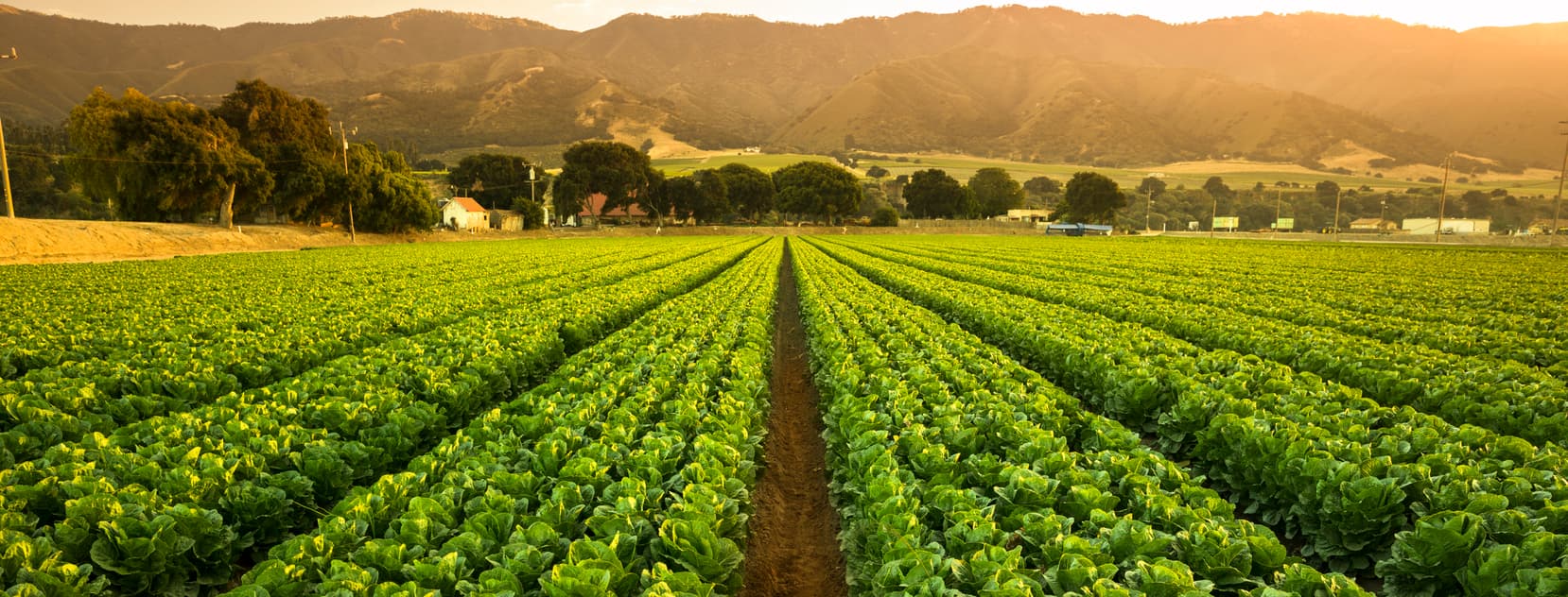 Crop field