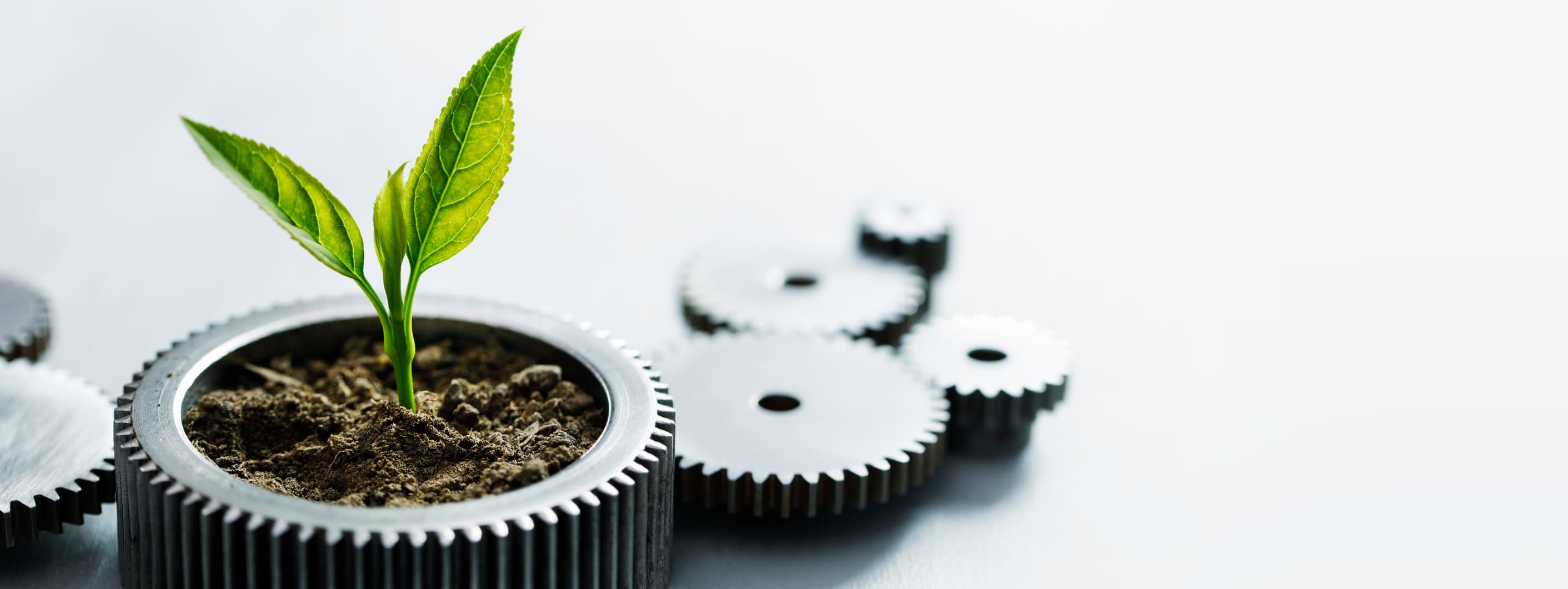 plant growing in time image