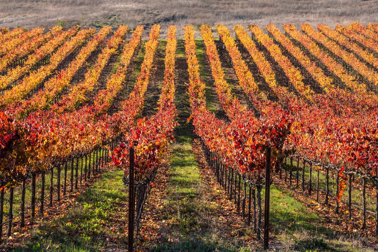 Winery farms