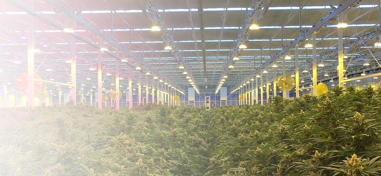Cannabis Producer Facility