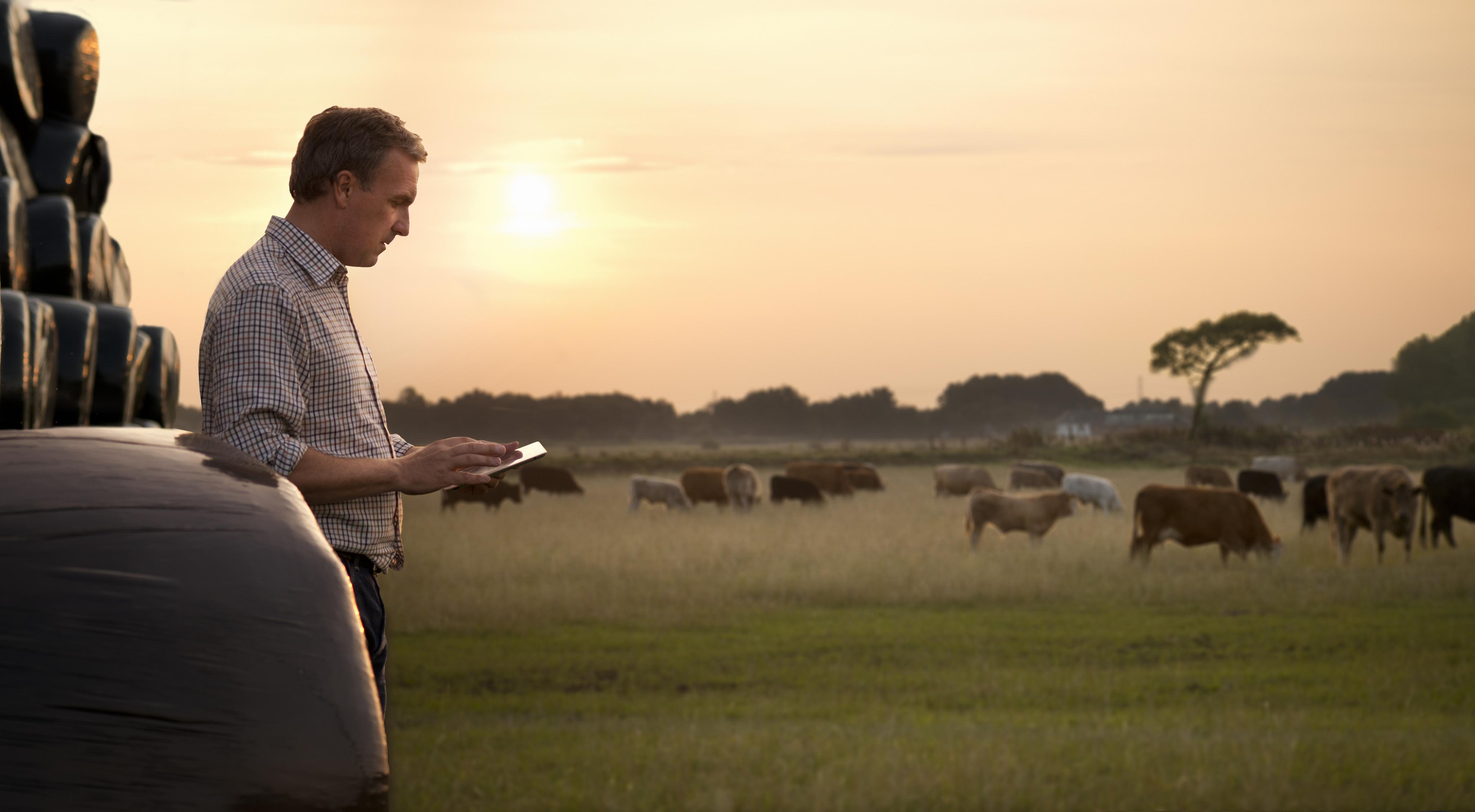 farmer checking his cattle.