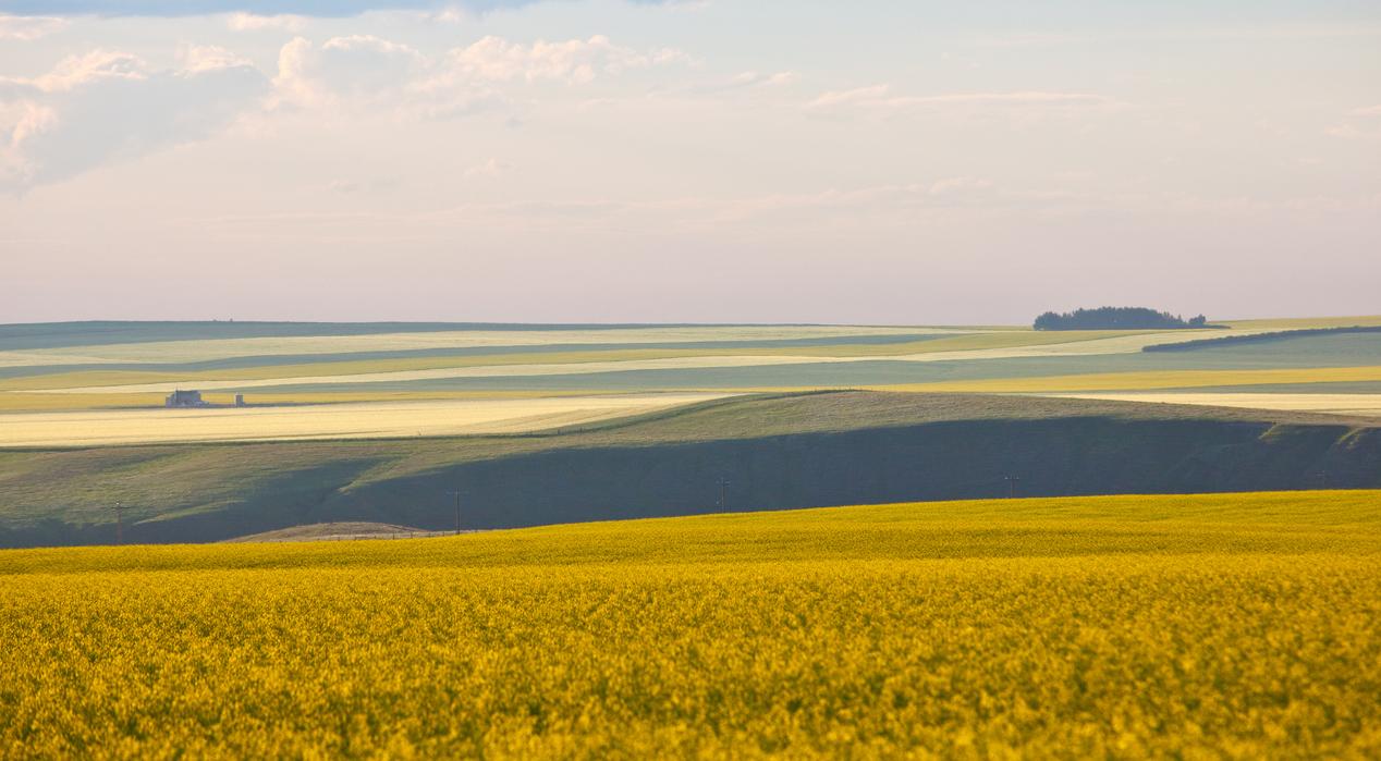 Alberta landscape