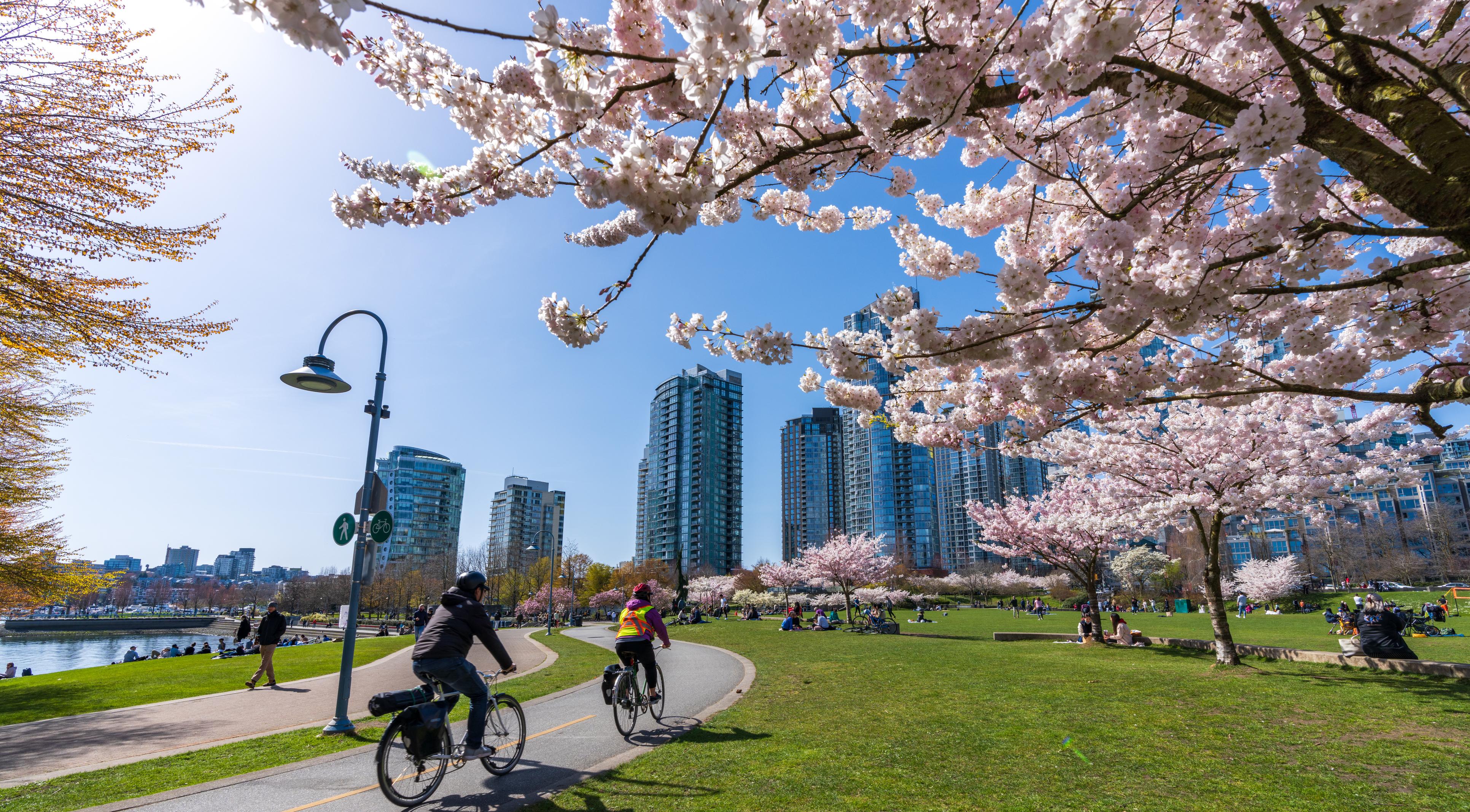 People doing cycling and having a picnic in David Lam Park in springtime