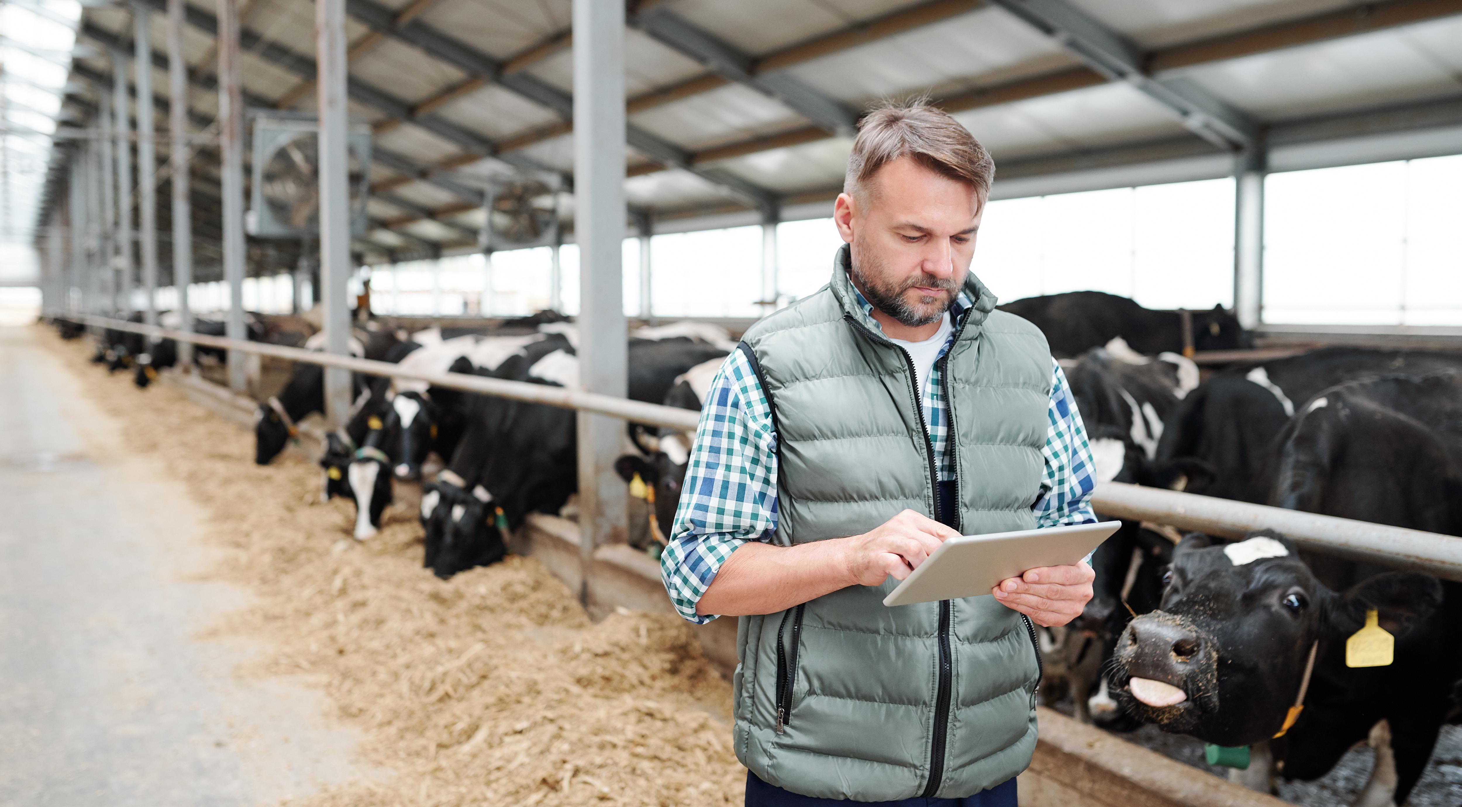 Male worker of contemporary animal farm using digital tablet.