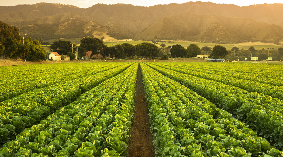 Crop field