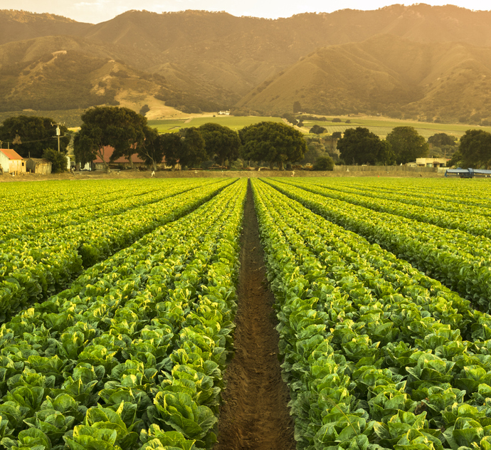 Crop field