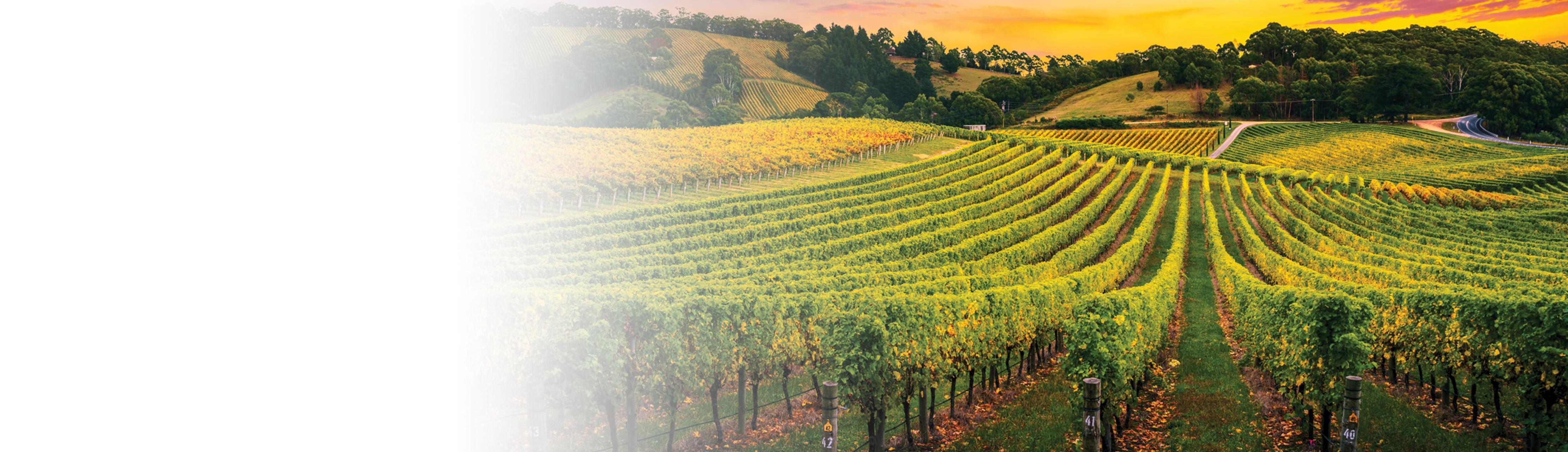 Wine vineyard