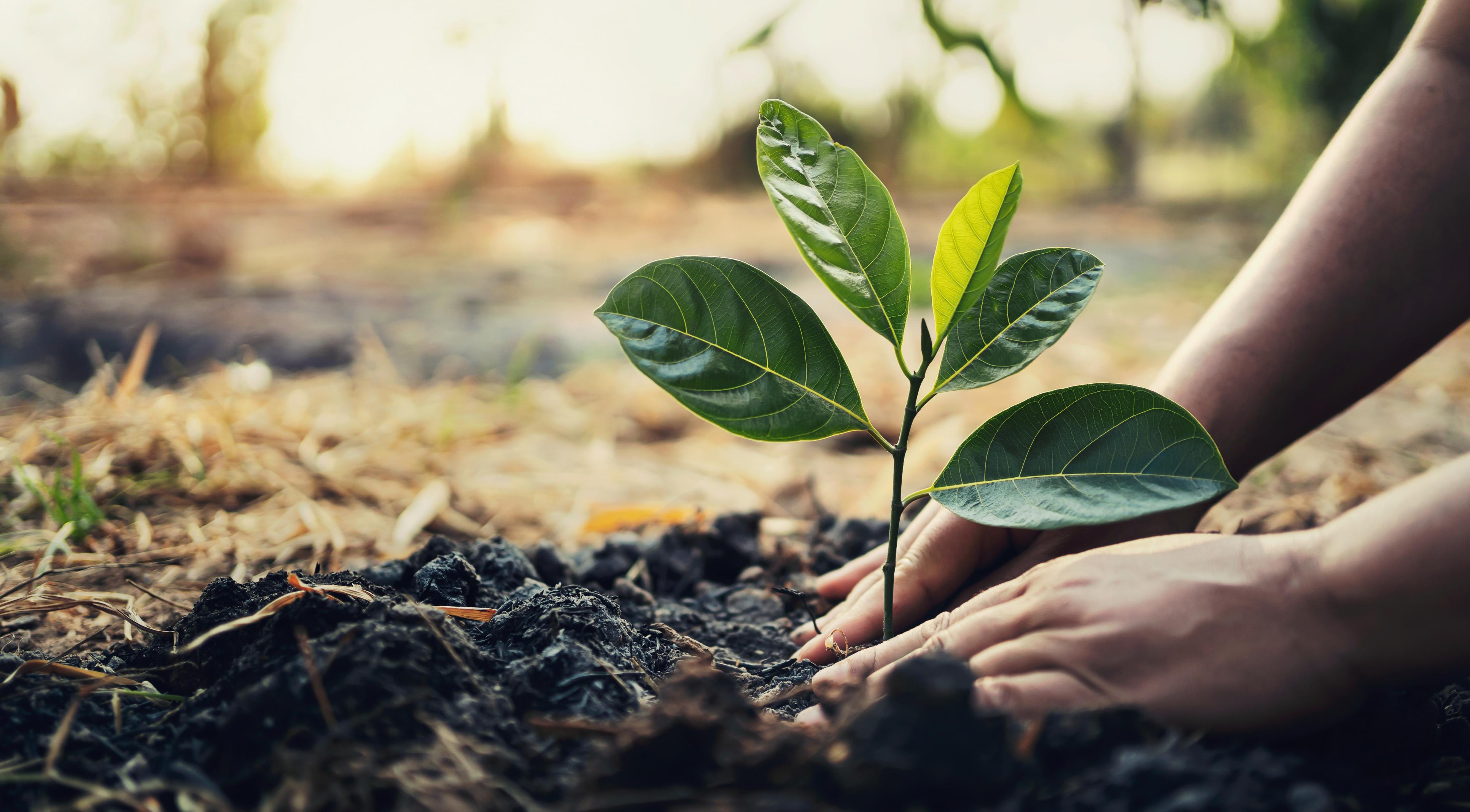 planter un arbre.