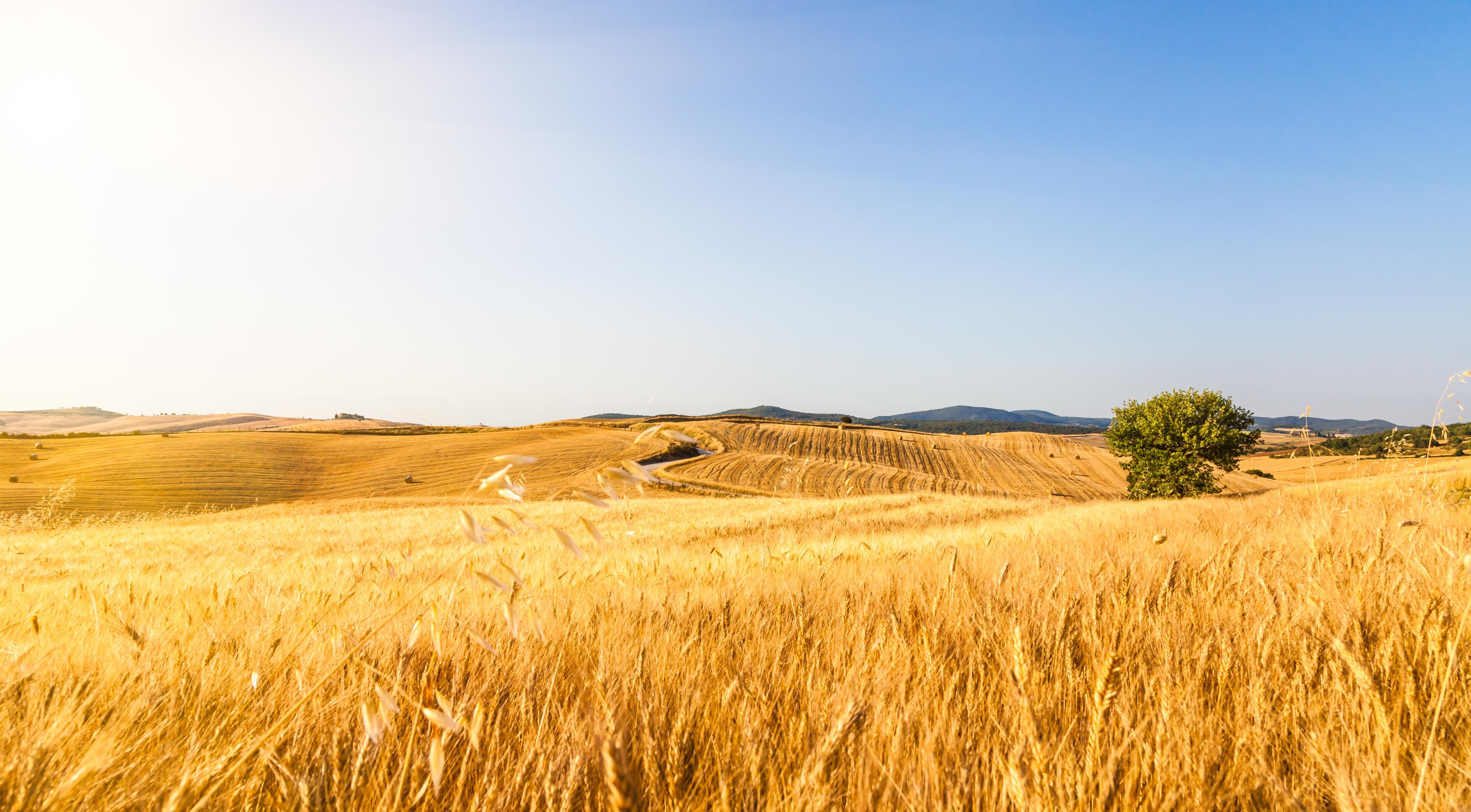 Dry wheat field.