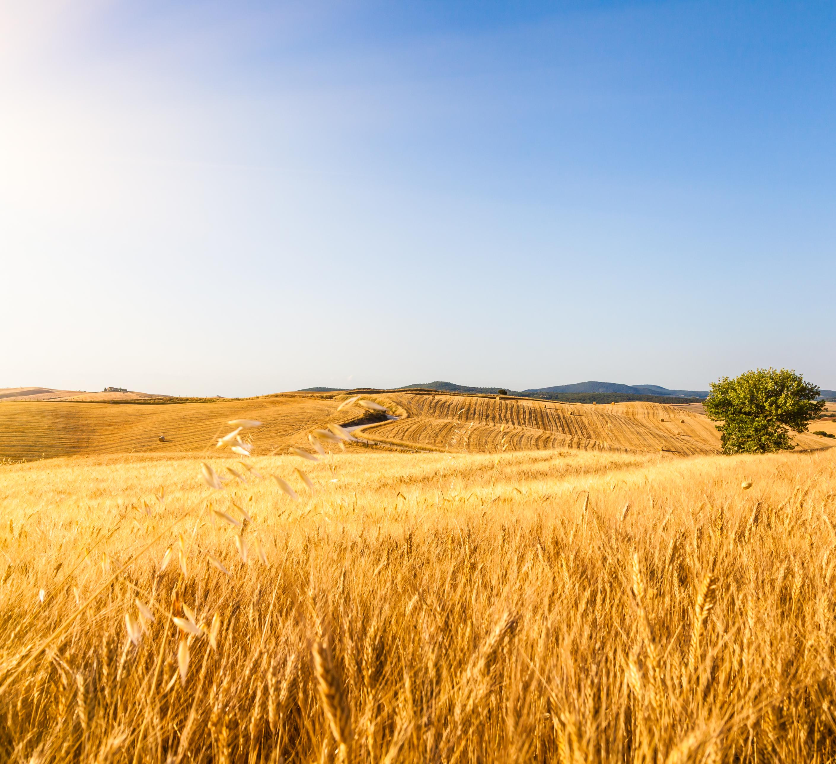 Dry wheat field