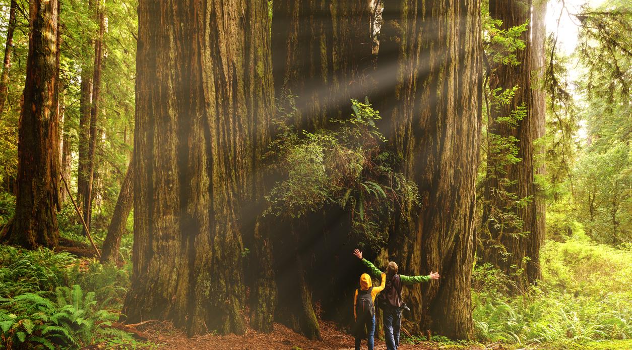 Hikers admiring Redwood trees, Redwood National Park, California